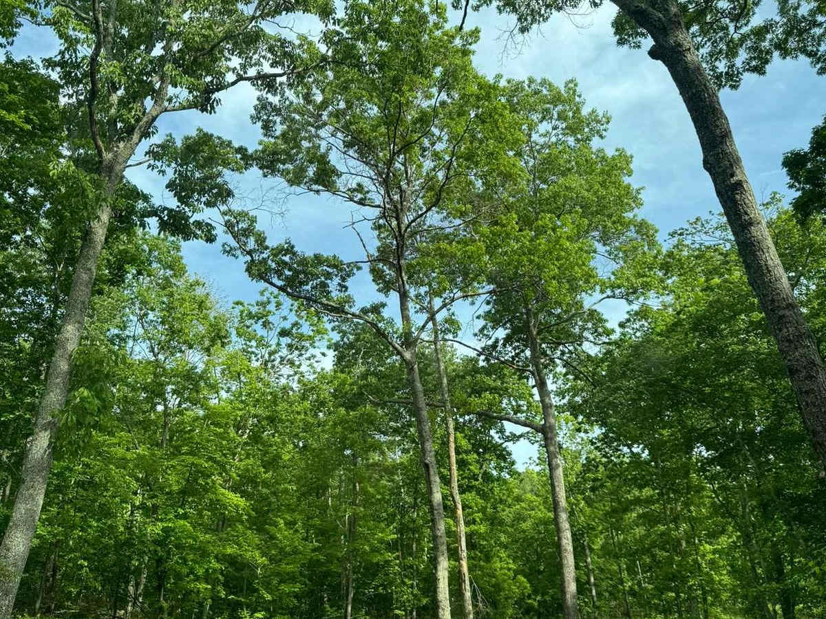 Pigeon Mountain photo 3
