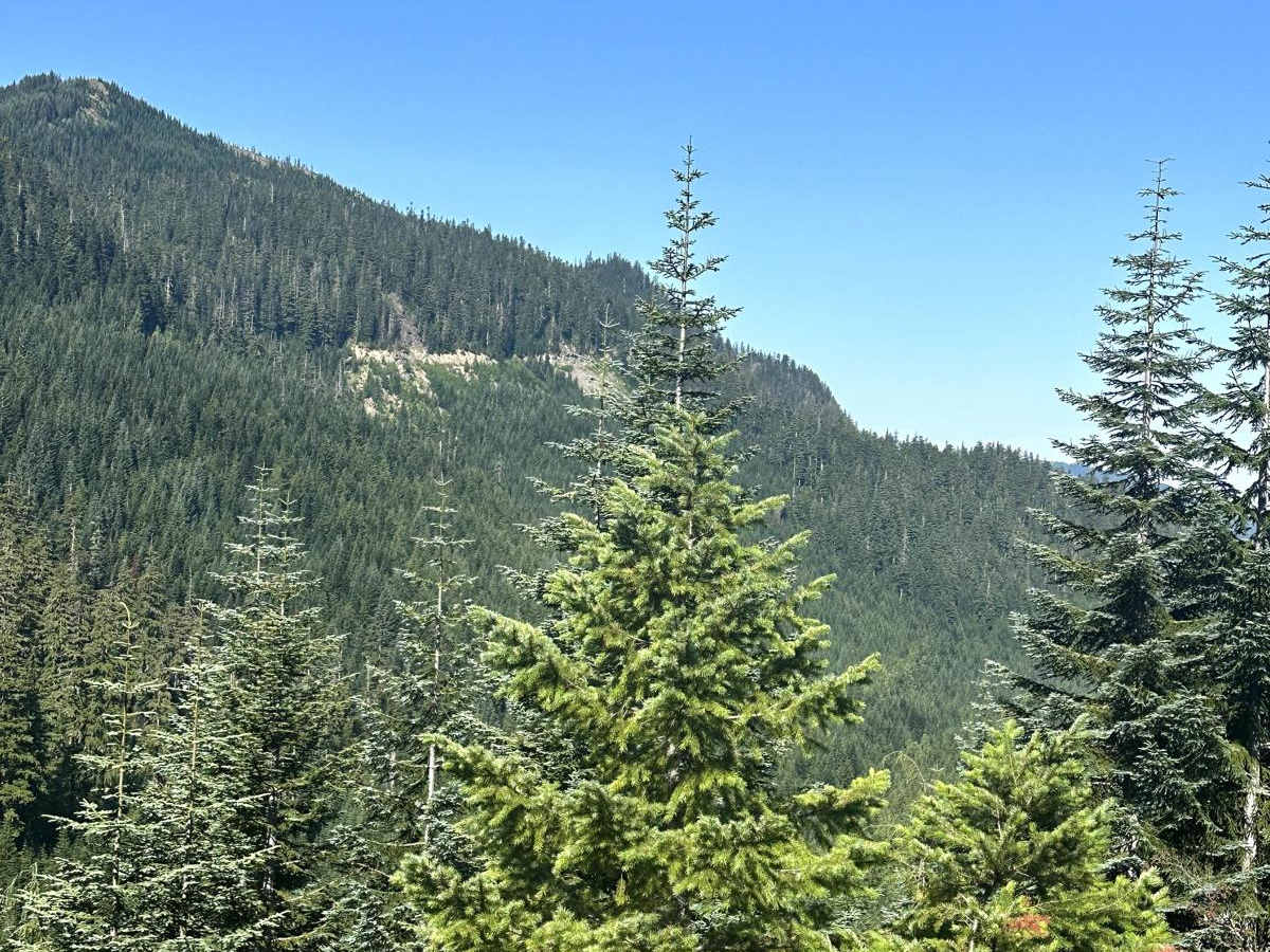 Towhead Gap Trail photo 4