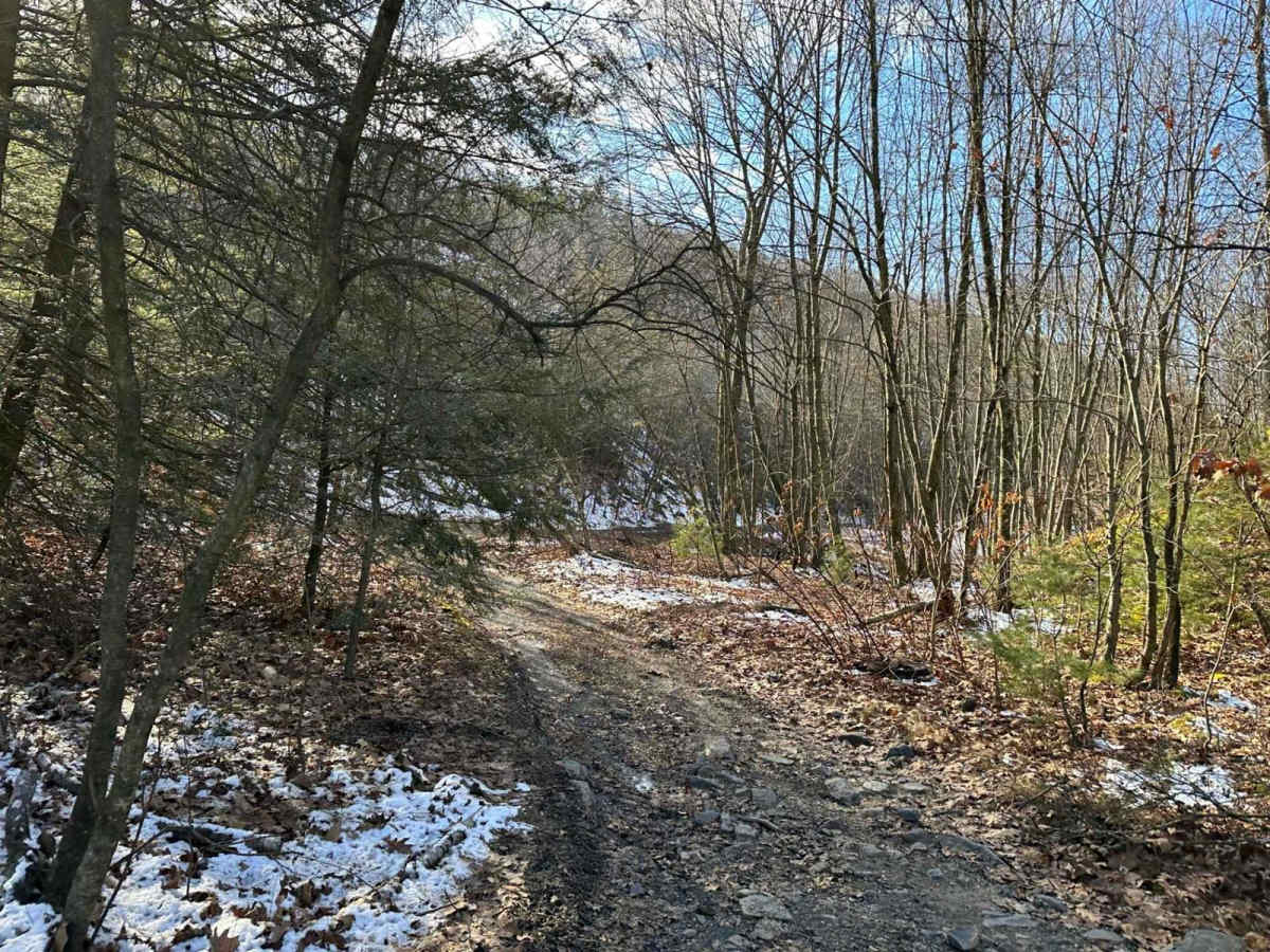 Locust Gap 34 photo 5