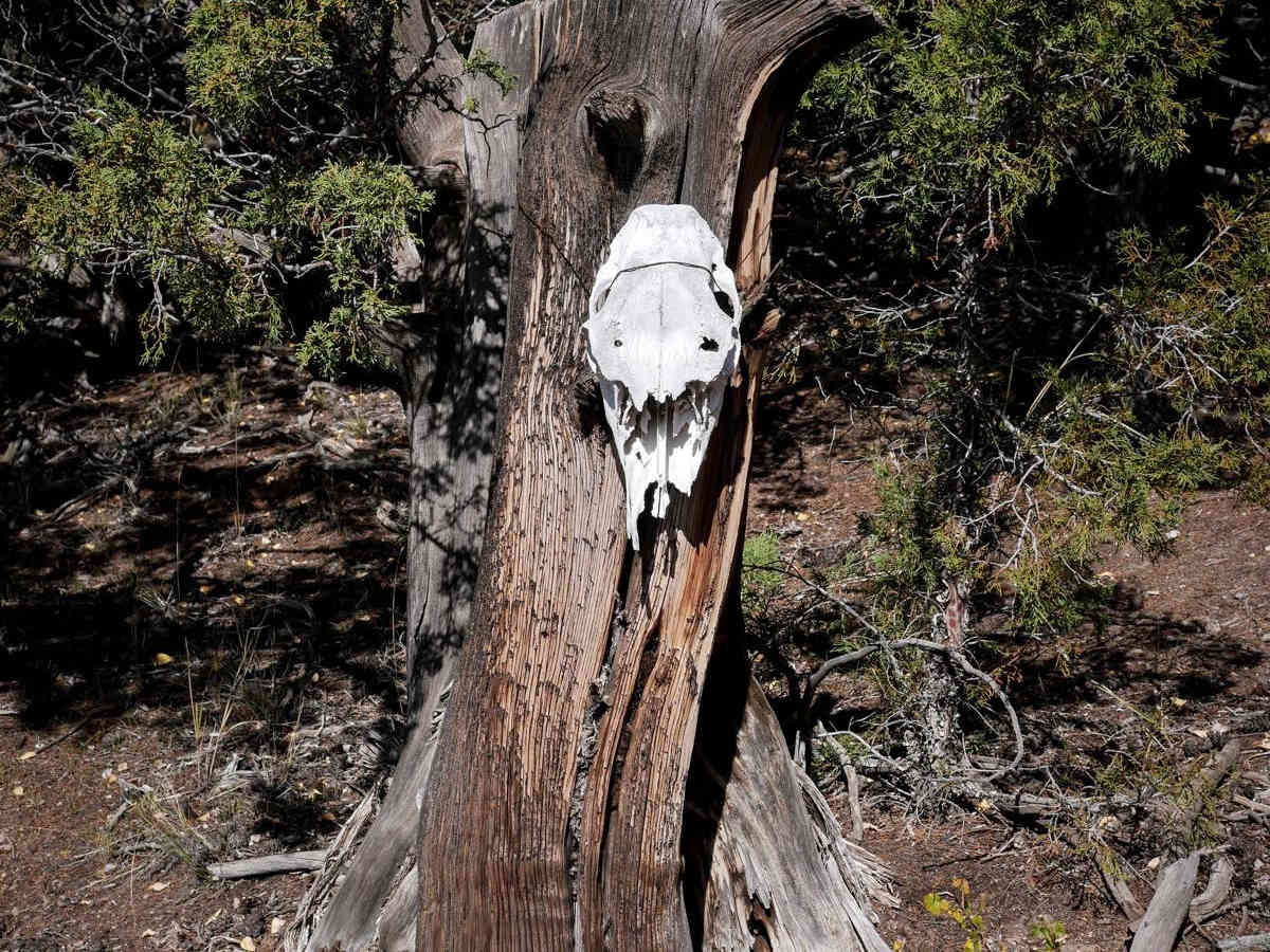 Skull Pass trail photo