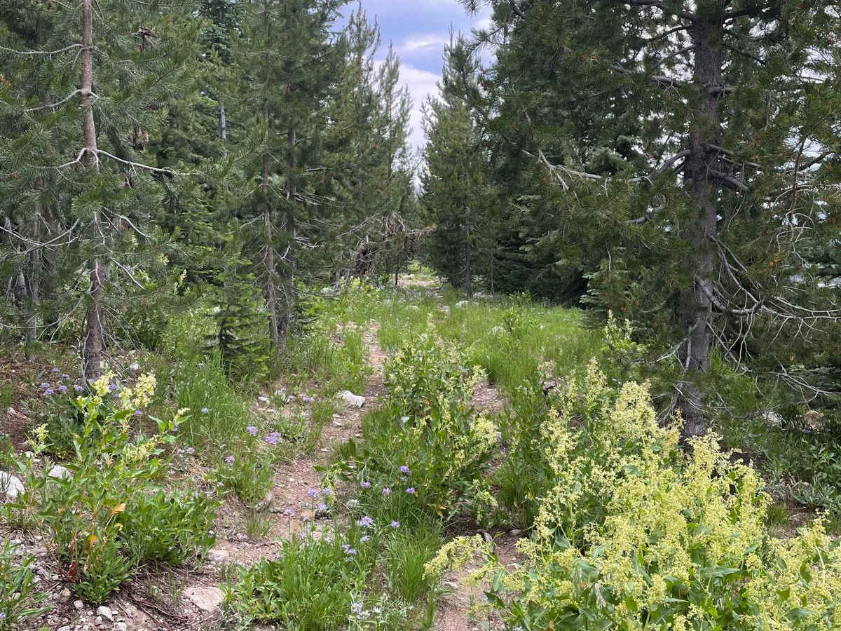 Big Hazard ATV photo 3