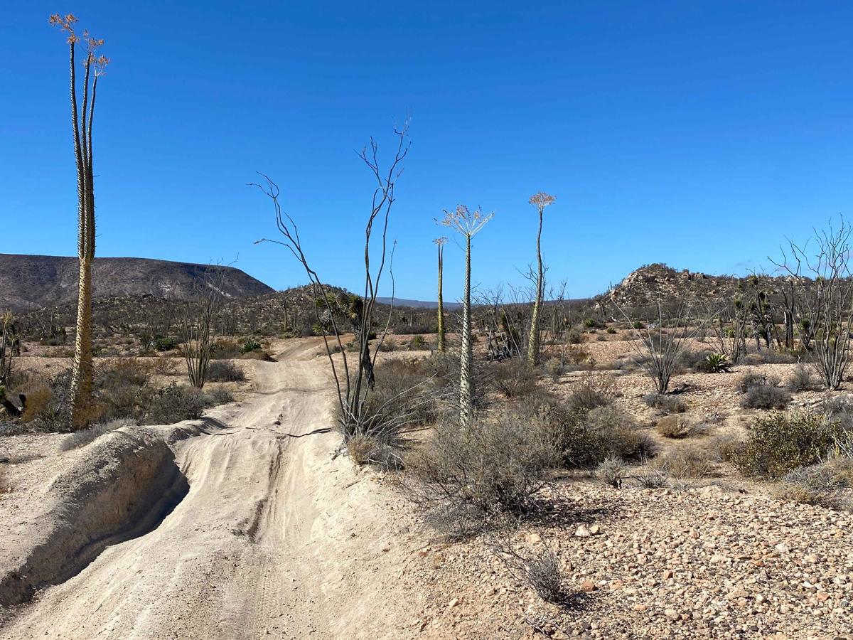 Middle South trail photo