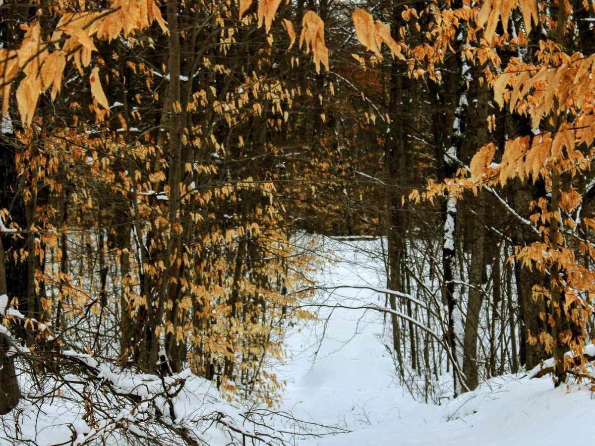 Dead Fall Alley photo 6