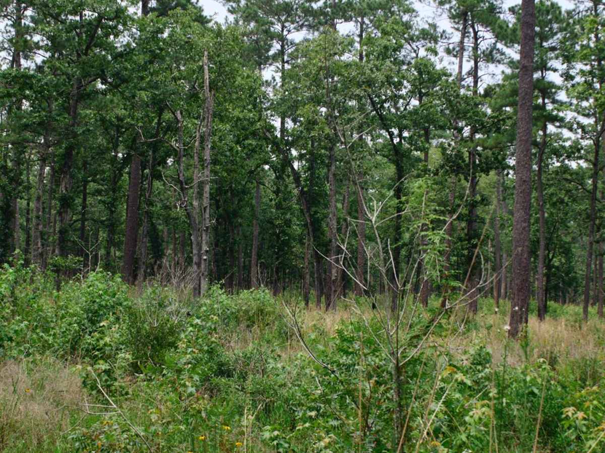 Francis Marion Forest - FSR 151 photo 4