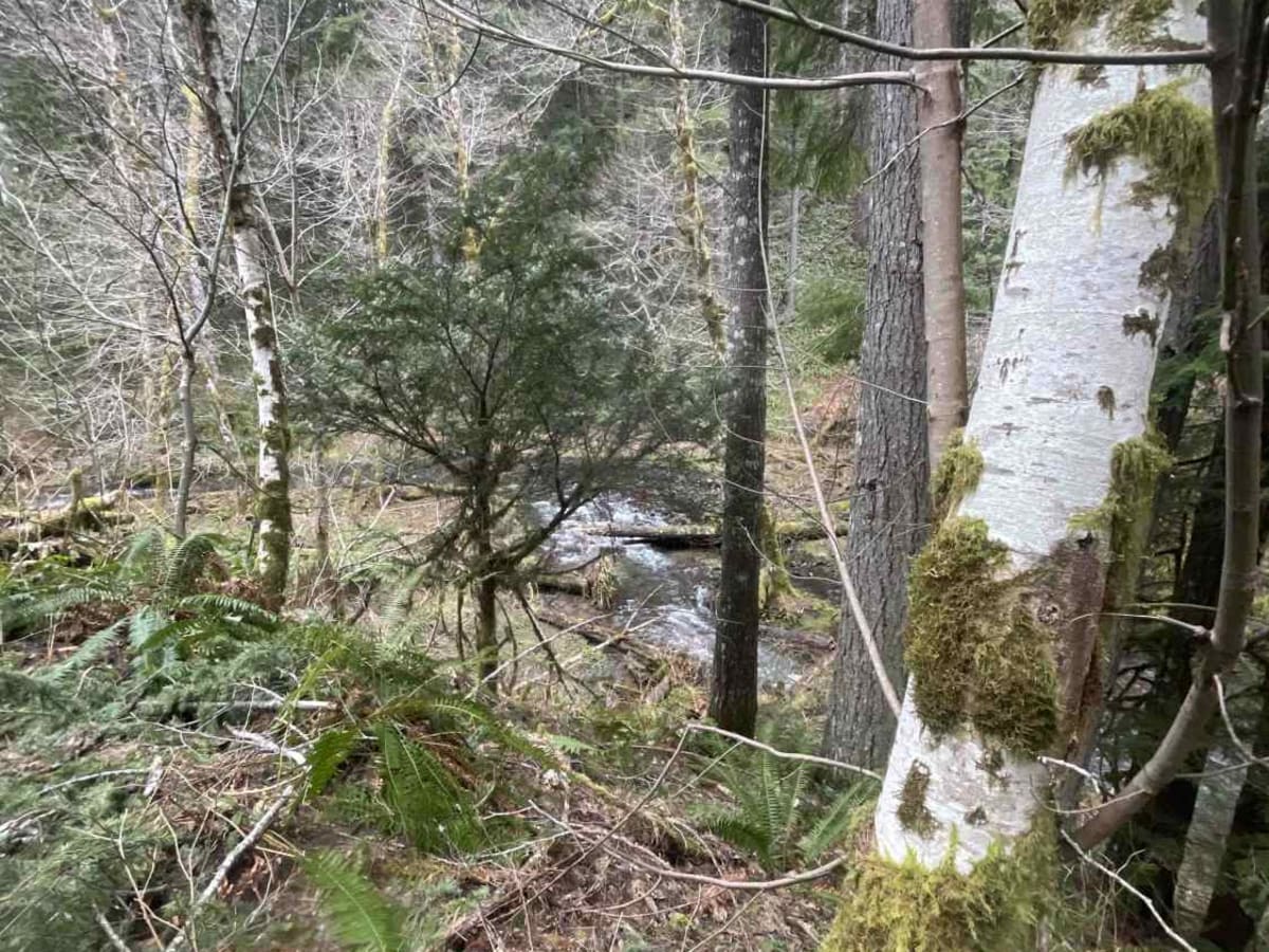 Derby Creek Road photo 6