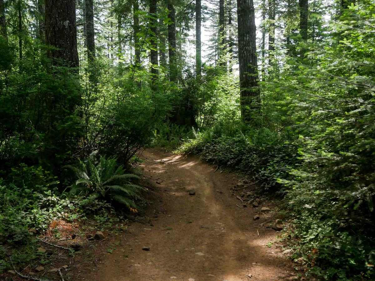 Marks #3A trail photo