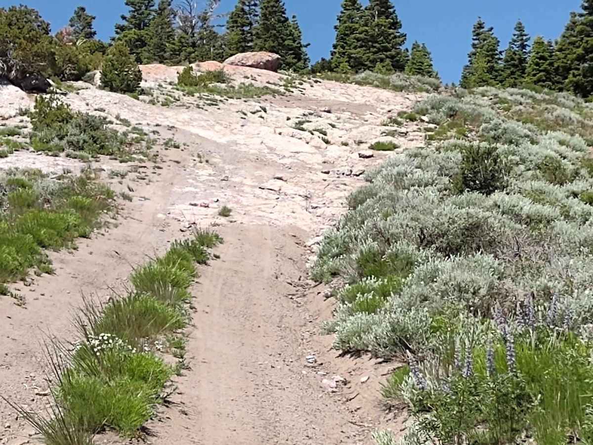 Gold Gulch Loop (FS# 41082) trail photo