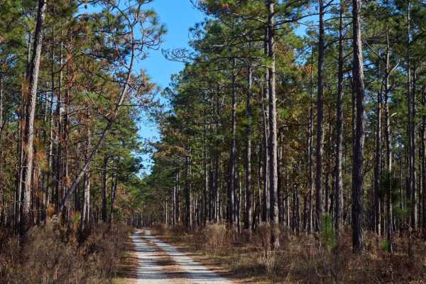 Chicken Creek Access - FSR 204B