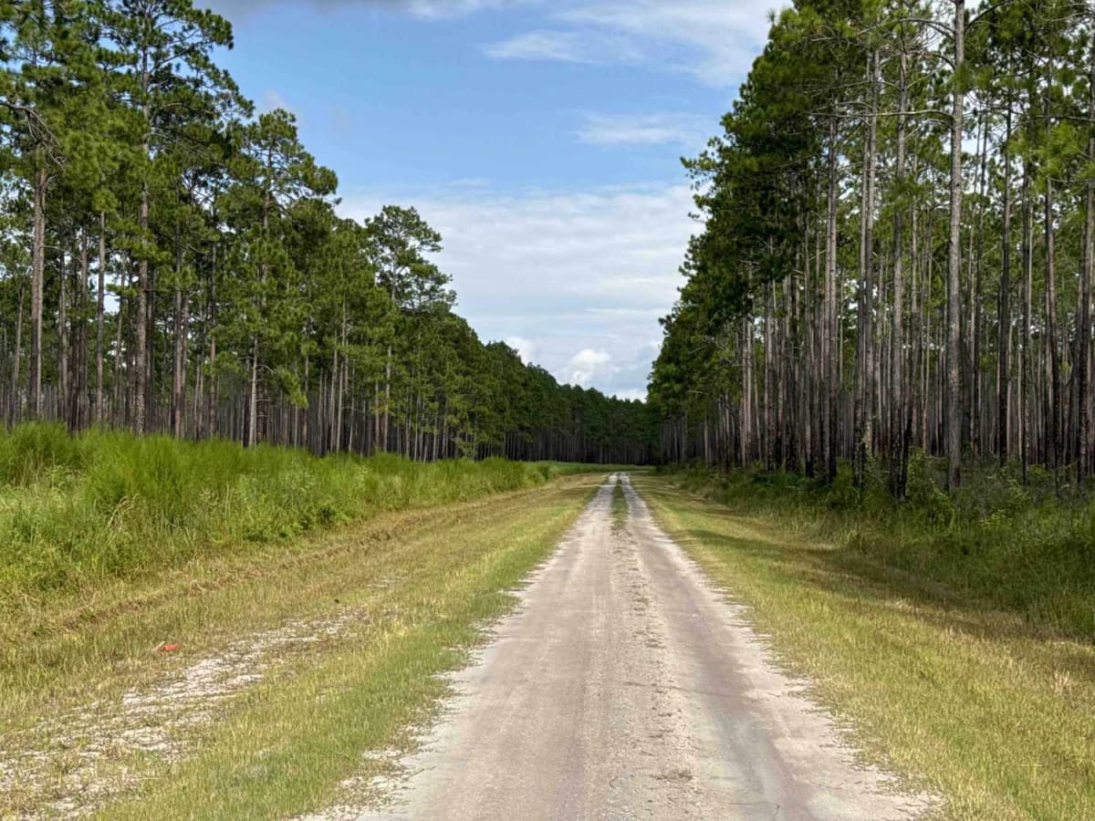 Old Jacksonville Rd - Osceola NF 263 photo 2