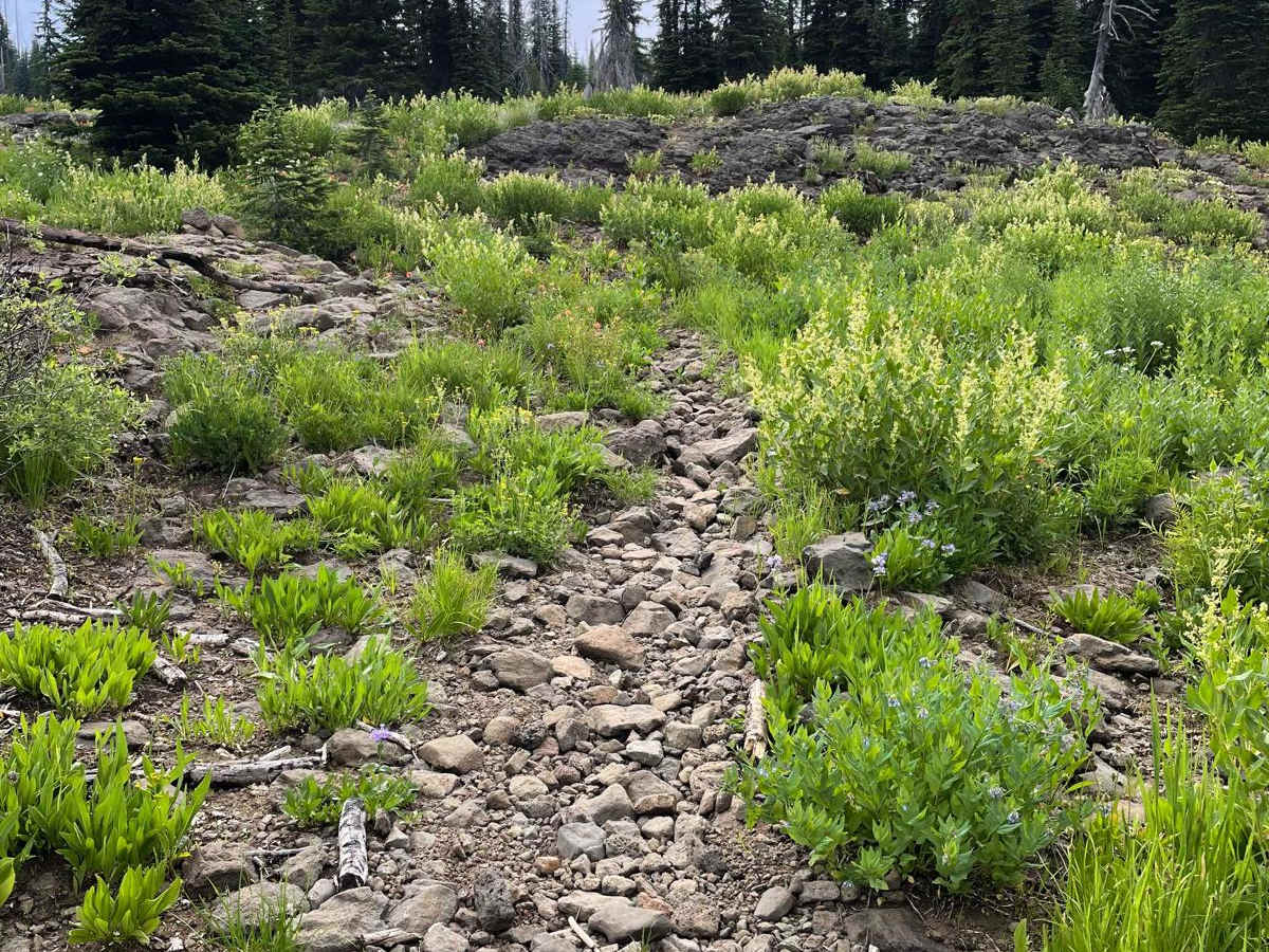 Lava Ridge photo 6