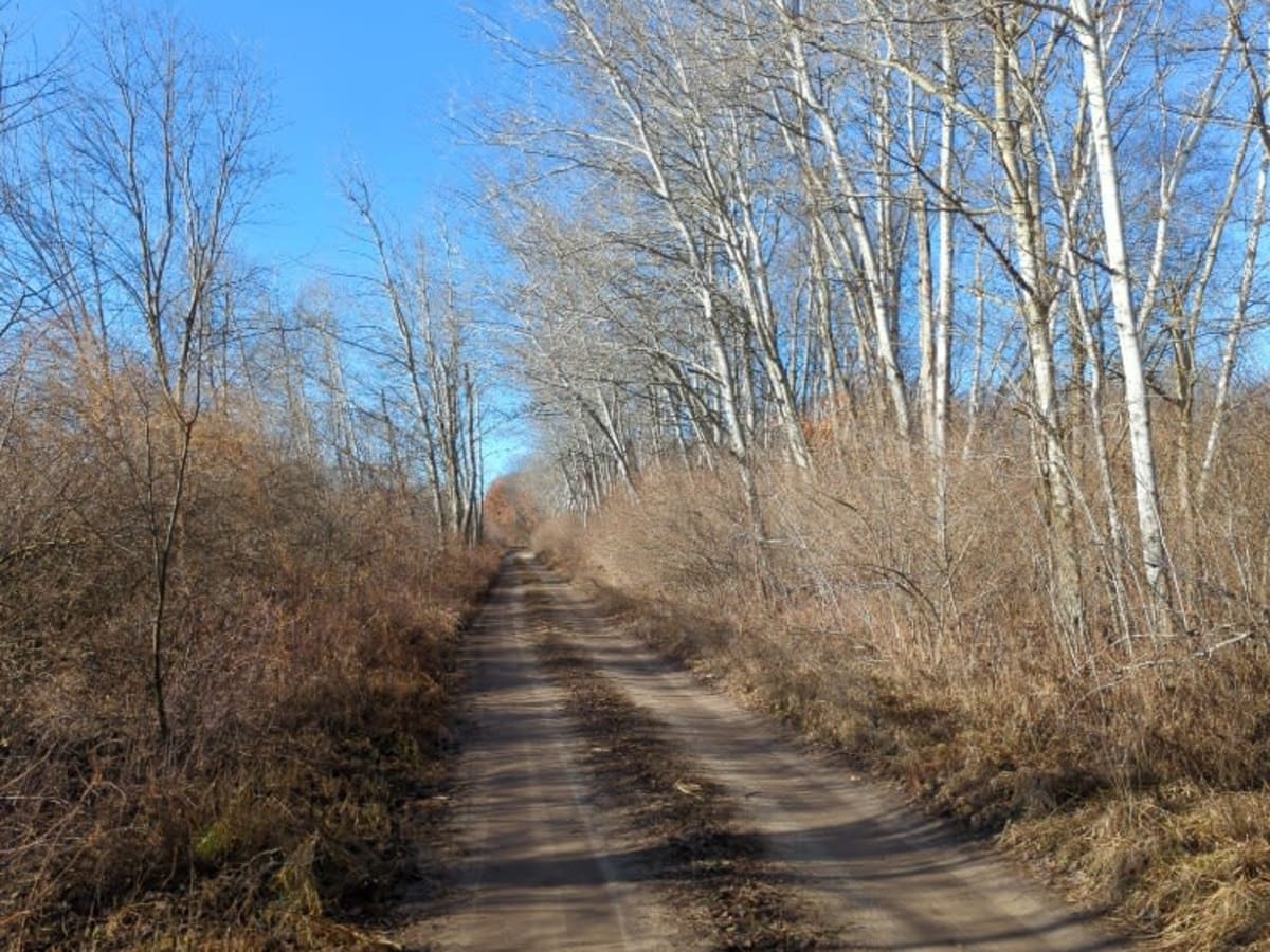Mosquito Creek photo 5