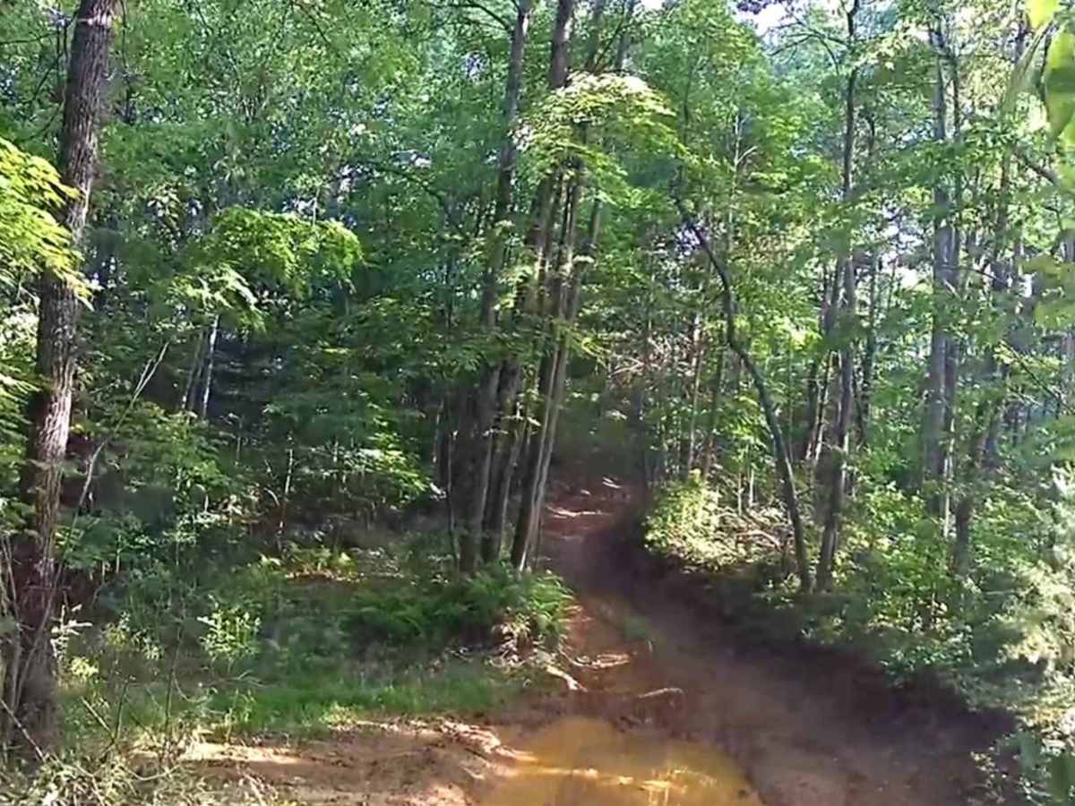 Rich Mountain Summit trail photo