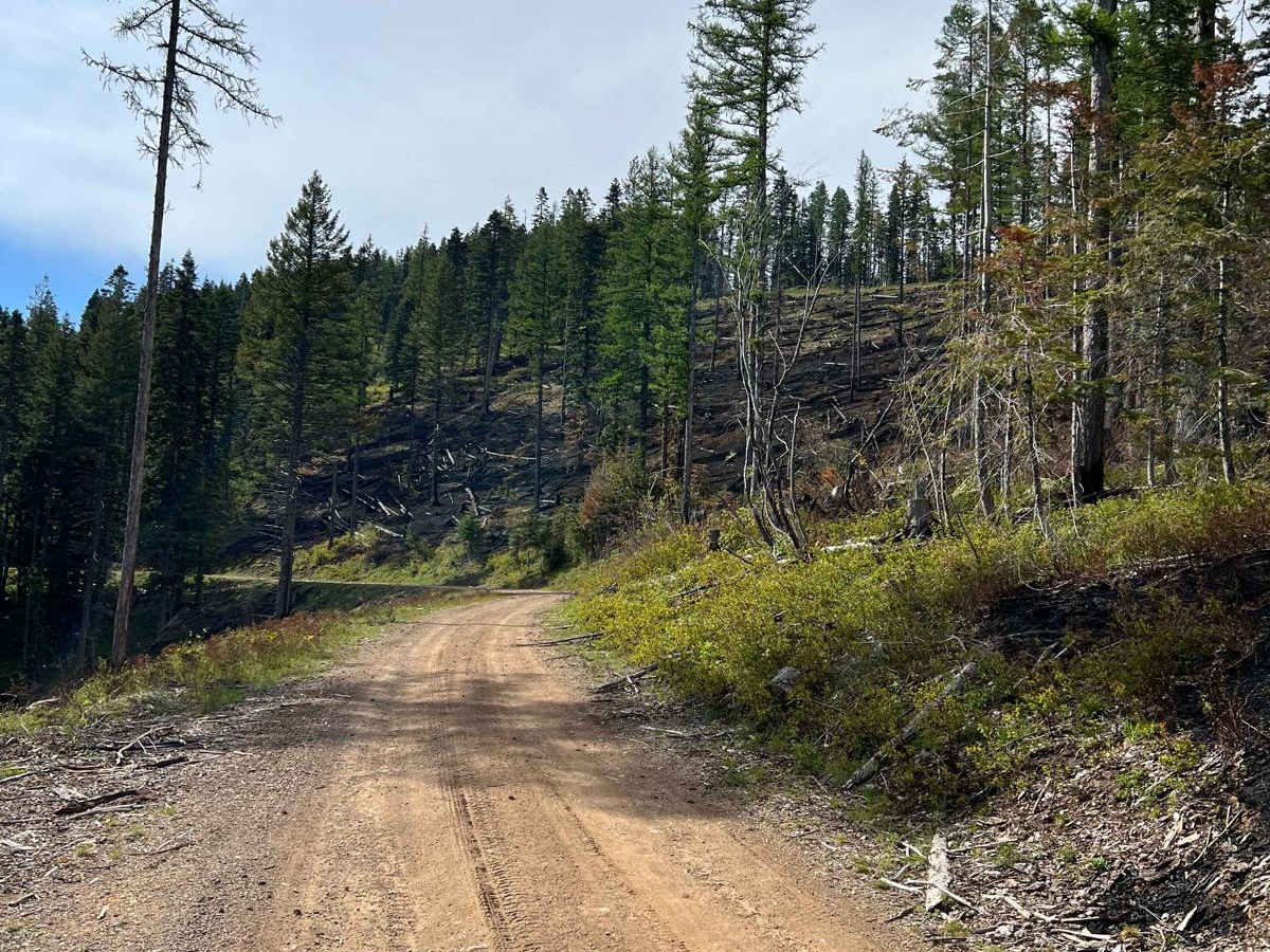 Canyon Fork Creek Road photo 2