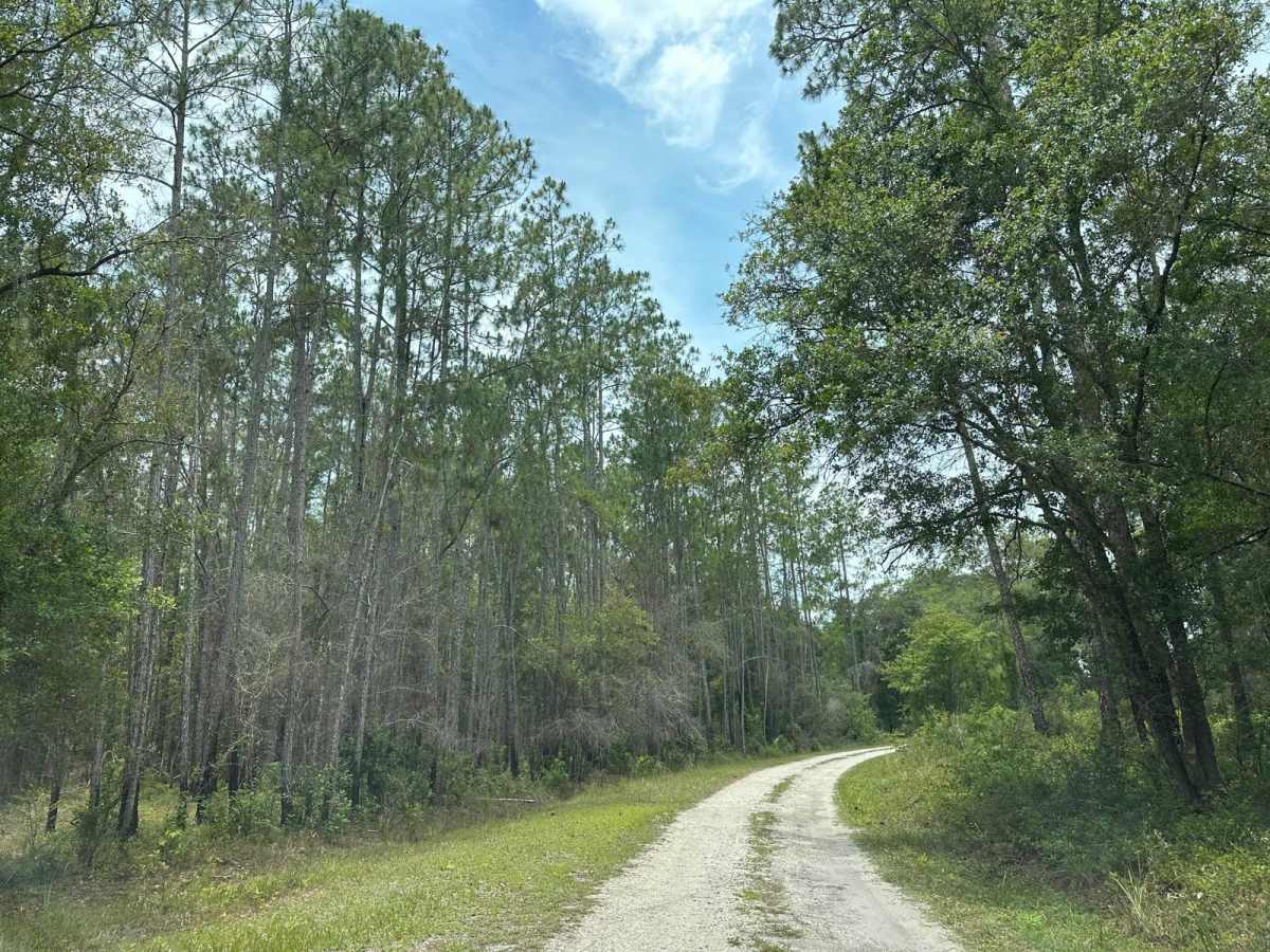 Withlacoochee State Forest and 471 Loop photo 6