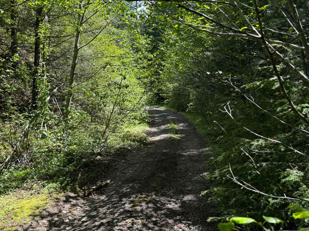 Gumboot Mountain Trail photo 4