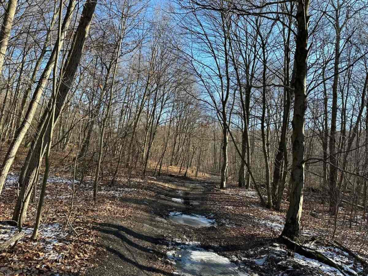 Locust Gap 82 photo 4