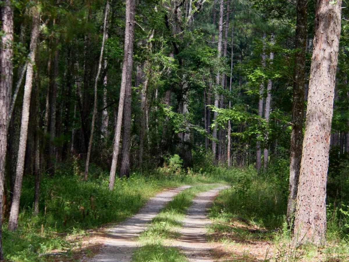 Fireline Road photo 2