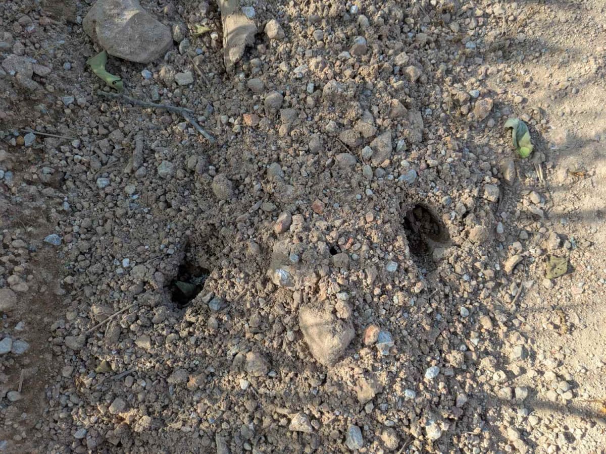 South 4440 photo 2