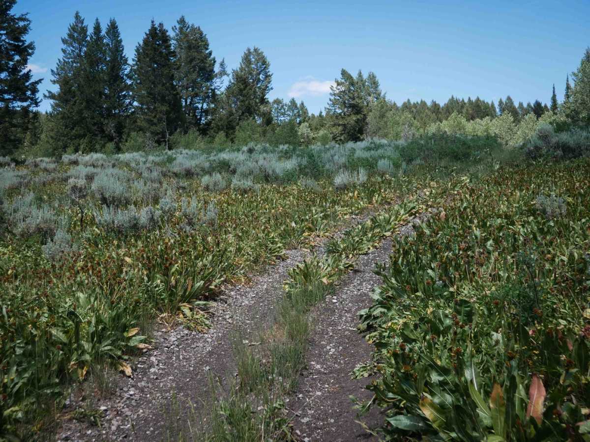 Cold Springs ATV Loop #5208  photo 5