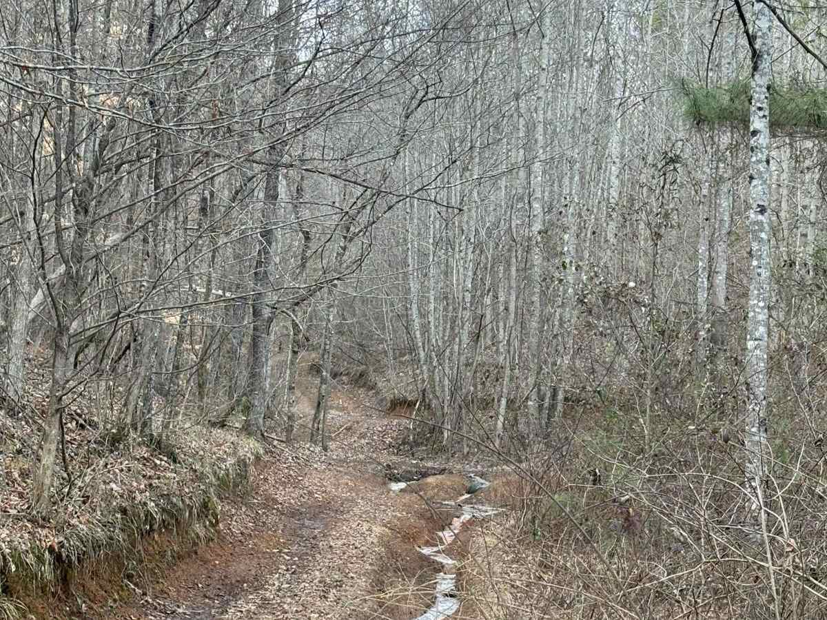 Briar Creek trail photo