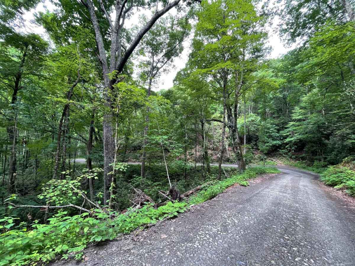 Little Stoney Creek/Laurel Fork photo 5