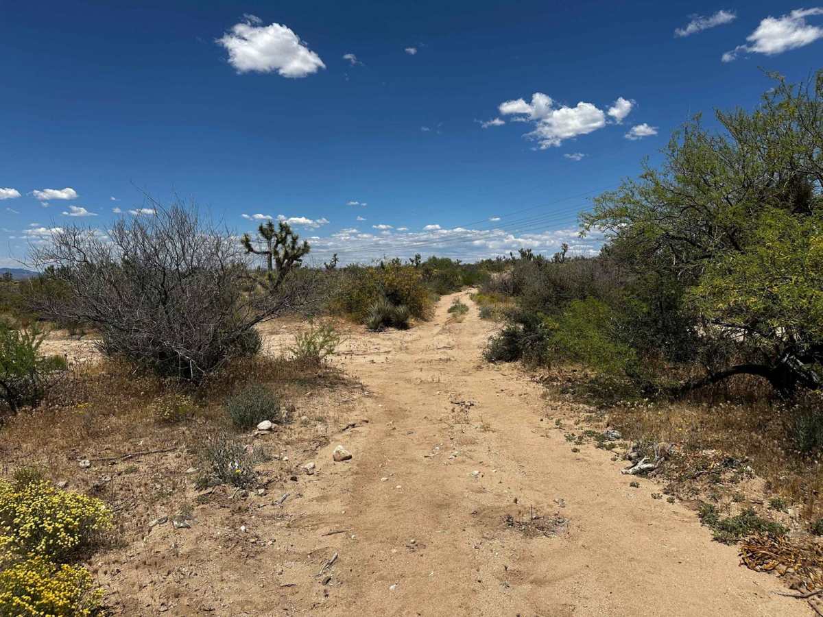 Joshua Tree Loop photo 5