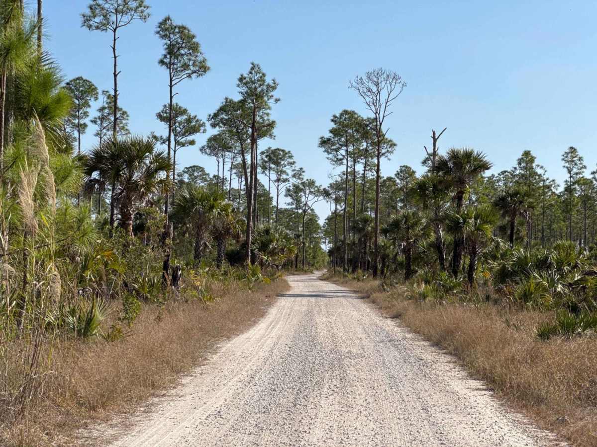 East Sabal Palm Road photo 3