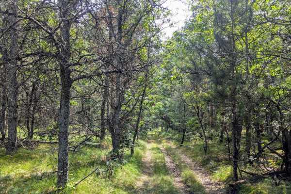 Huron NFS Trail 3079