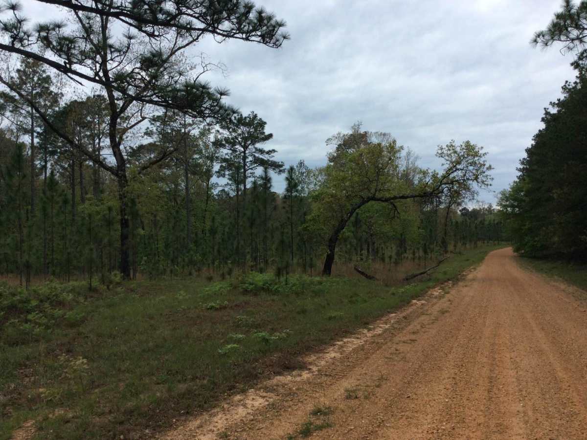 Kistatchie National Forest - Barron and Williams Road photo 6