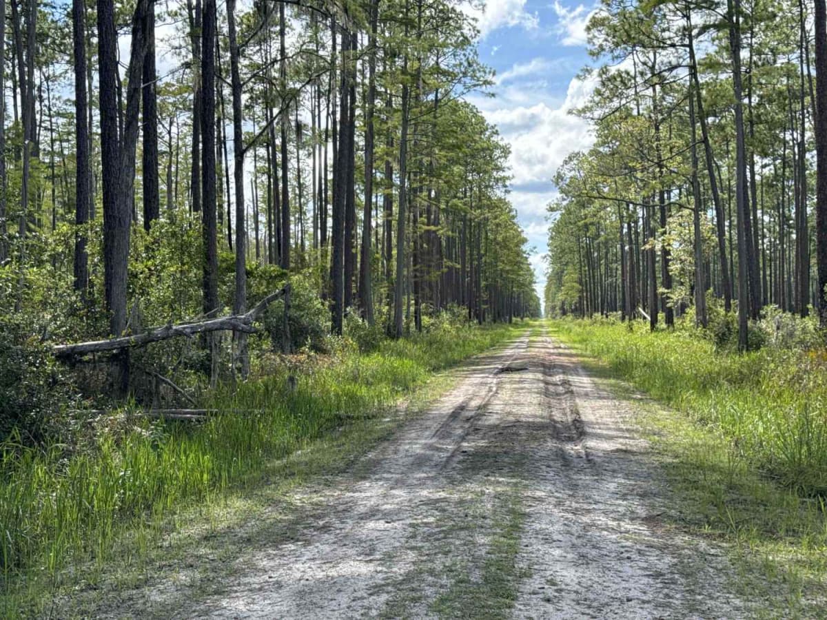Drew Grade Trail - Osceola NF 262 photo 3