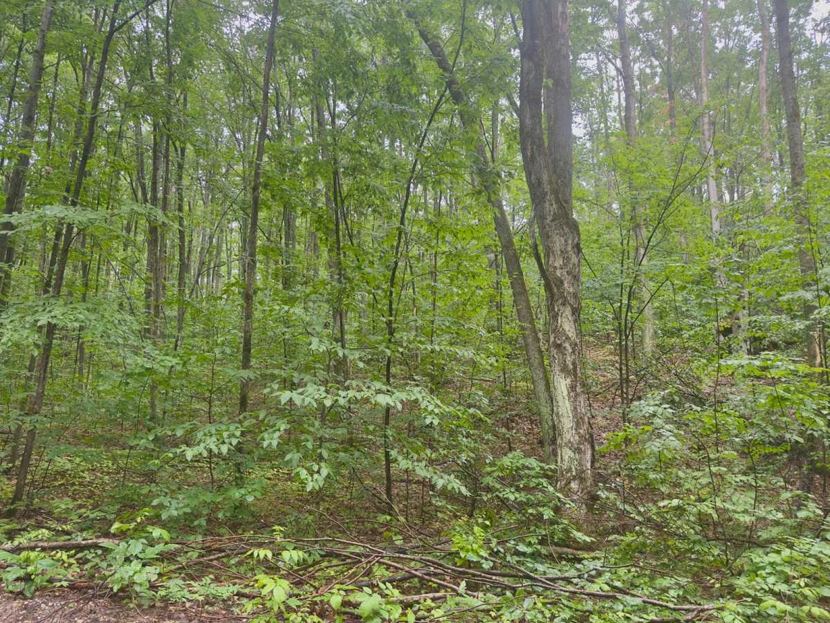 Deadman Hill Road photo 3