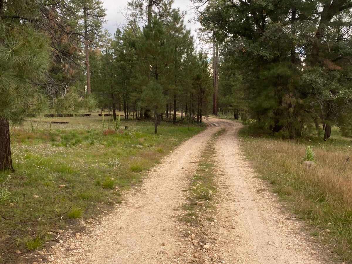 West Buzzard Ridge trail photo
