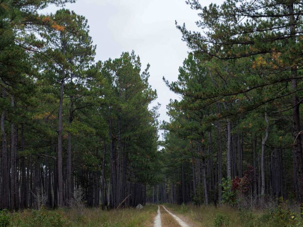 Lotti Road - FSR251H photo 5