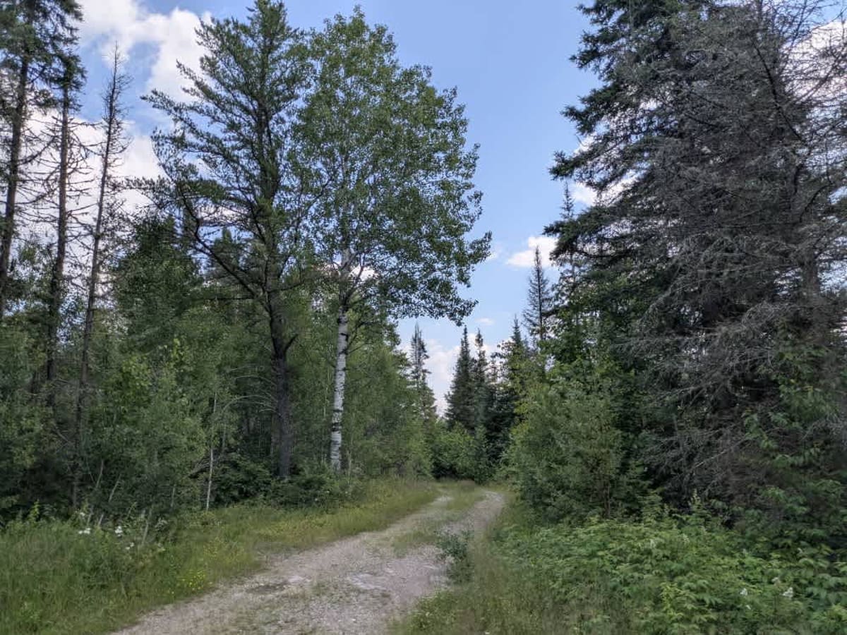 Spruce photo 4