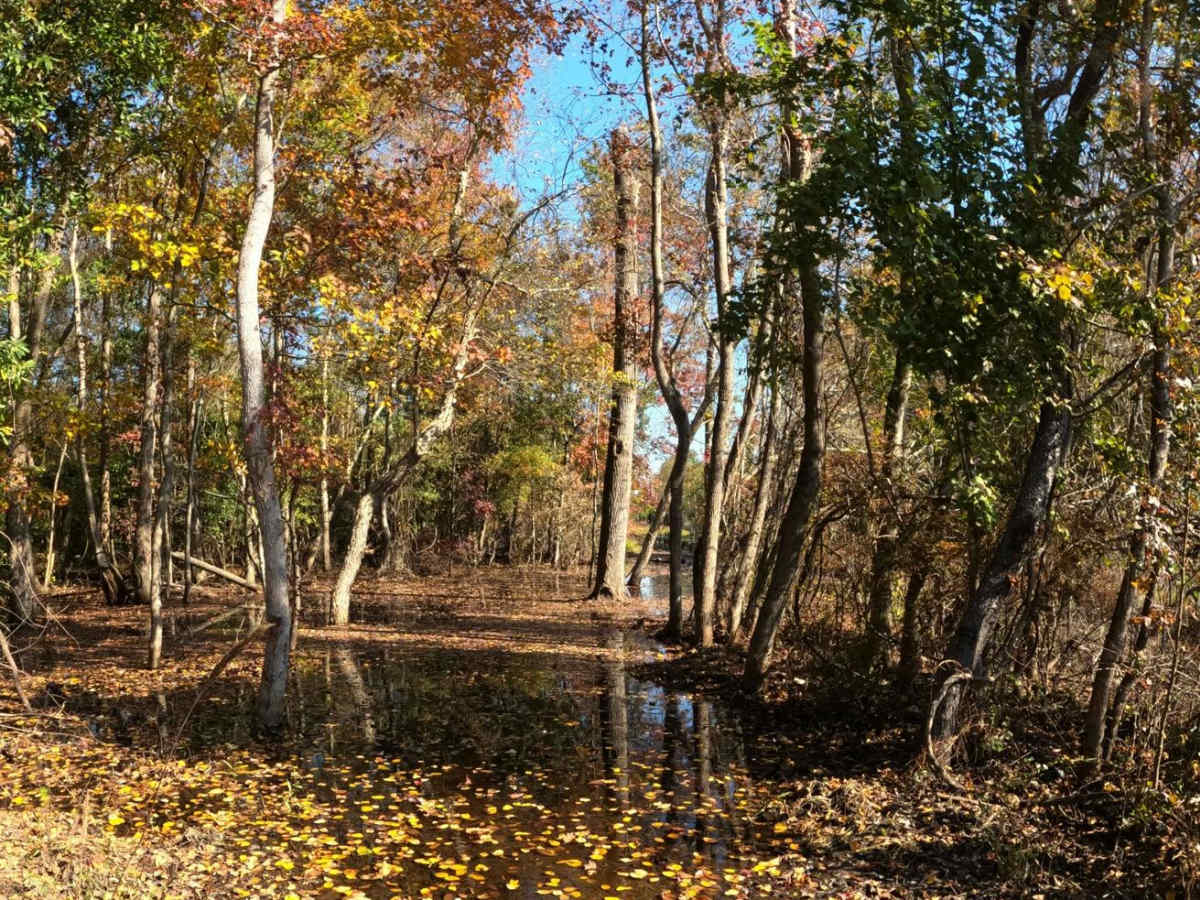 Monies Hollow photo 6