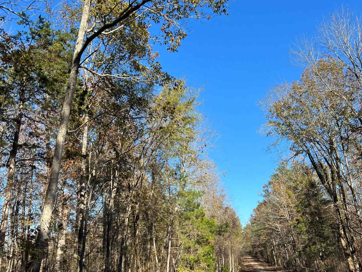 Mountain Springs Road - FS 236 photo 3