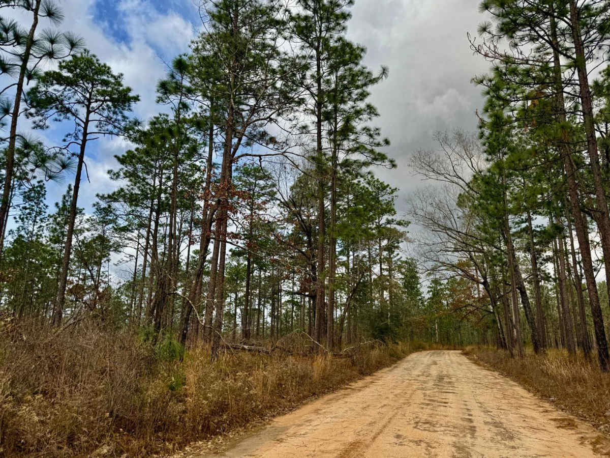 Burned Out Bridge Road trail photo