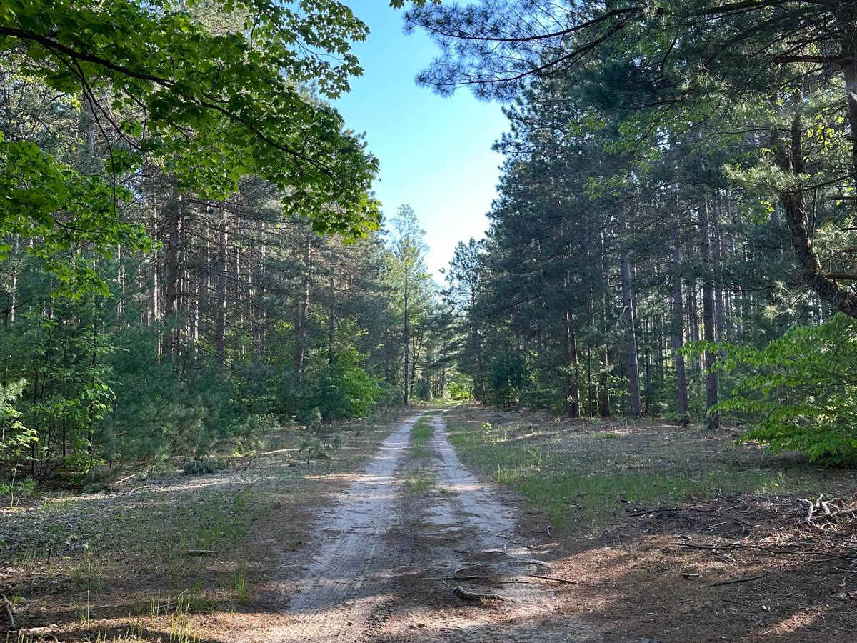 Pine Road photo 3