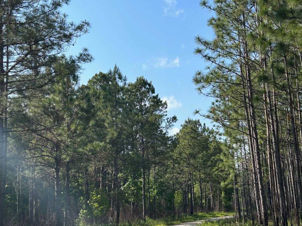 Lethcoe Road - FSR 230 photo 2