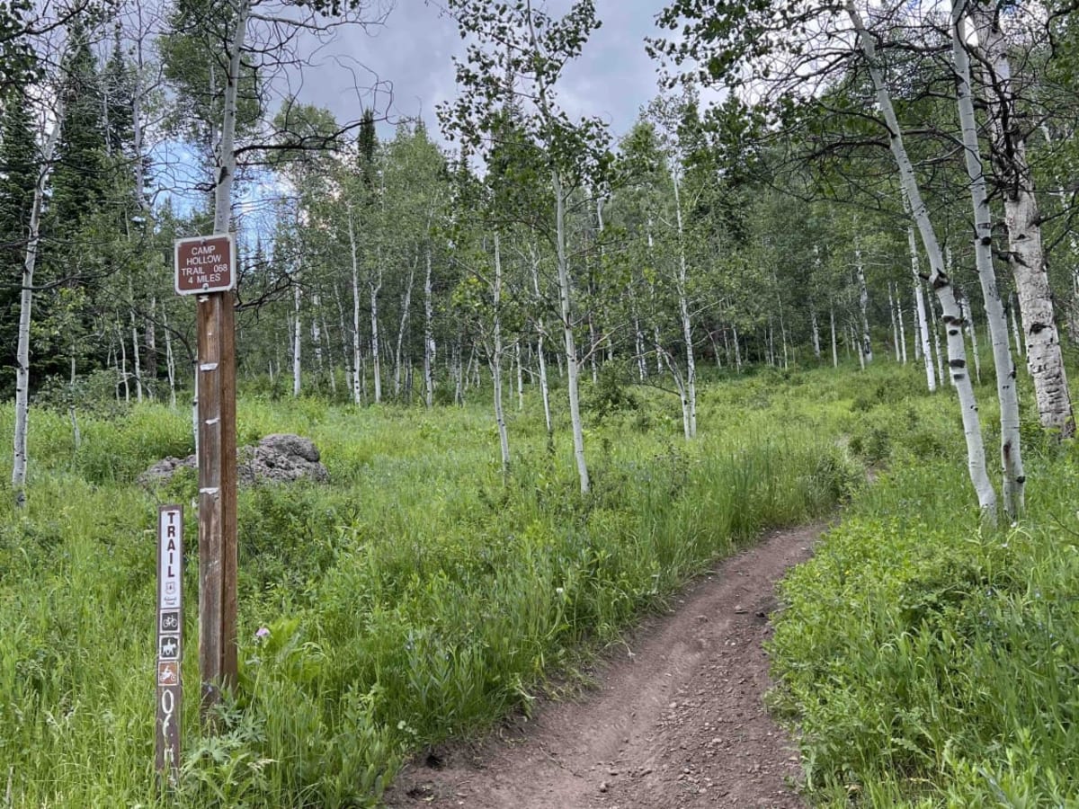 Camp Hollow trail photo