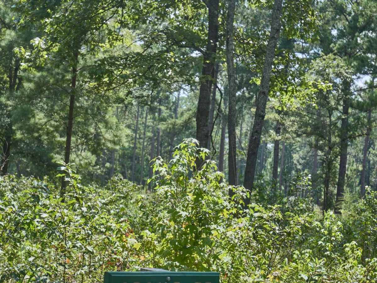 Adams Road trail photo