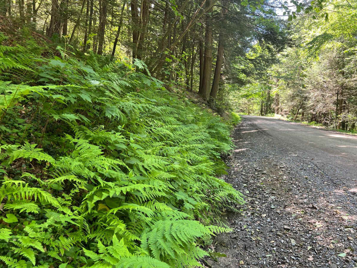 Thompson Hollow Road photo 6