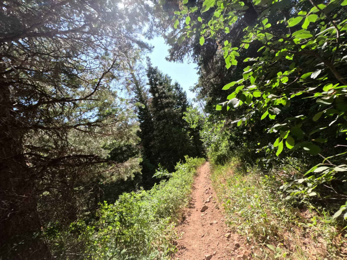 Bennie Creek - FS 8071 photo 3