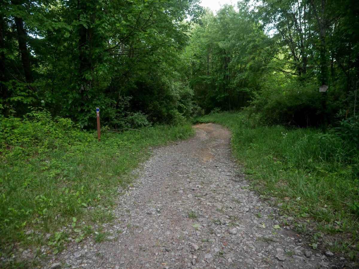 MV17 photo 2