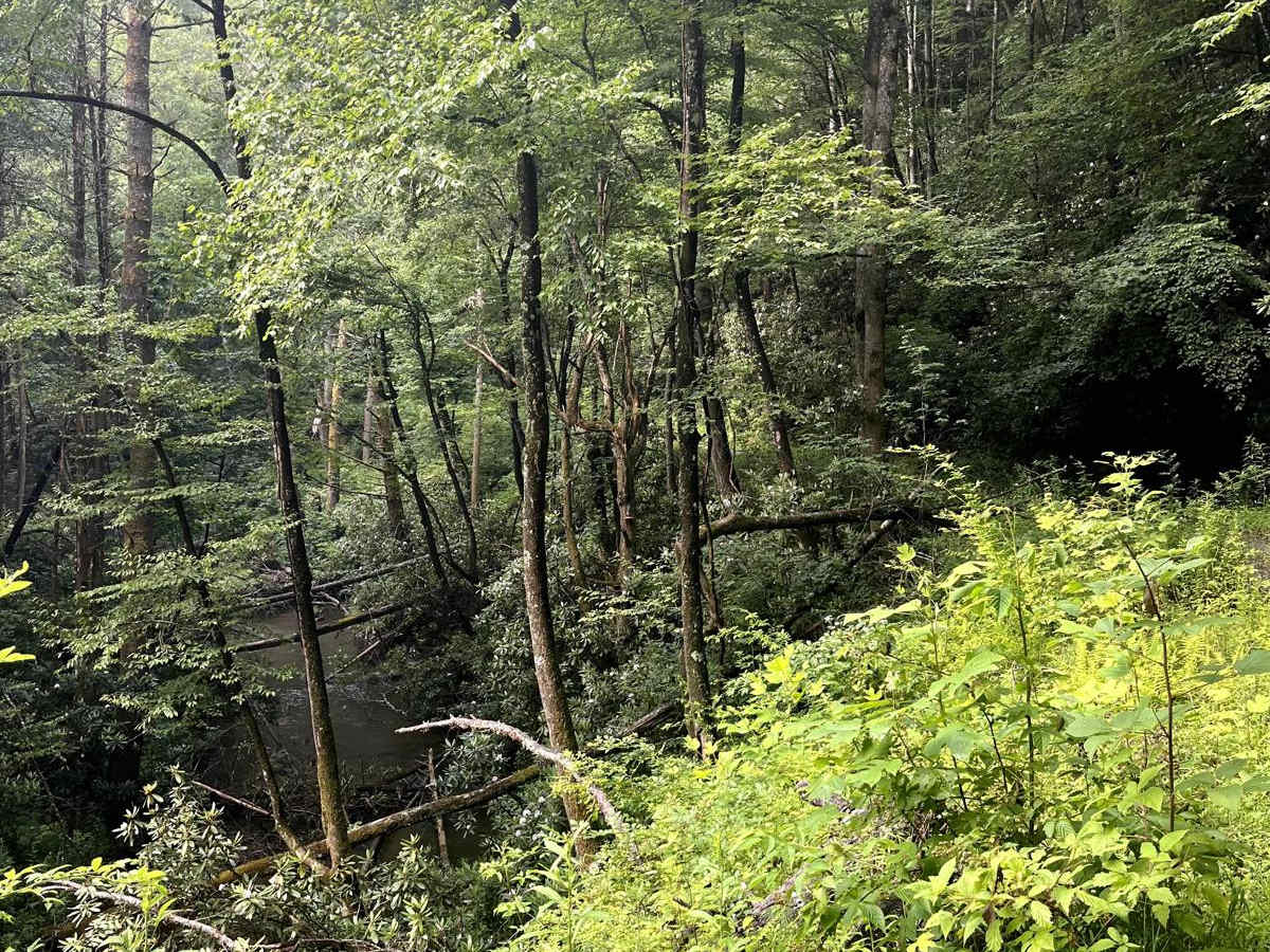 Foster Branch Road photo 6