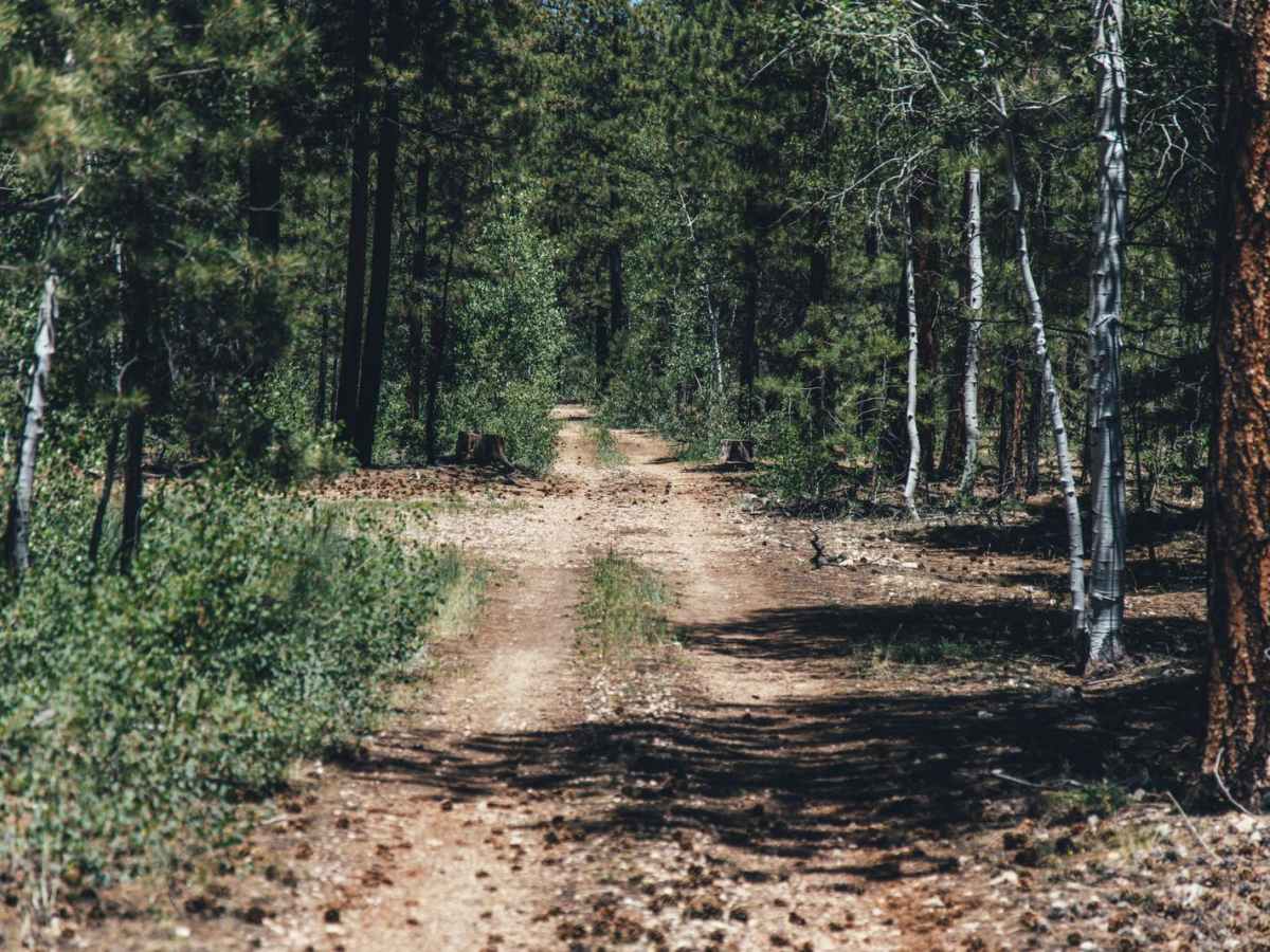 FR 261 photo 6