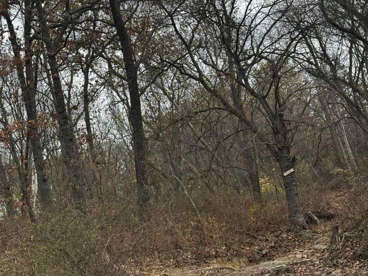 AXC Kids Loop trail photo