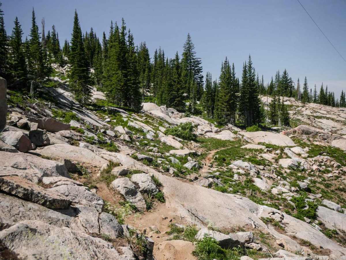 Flash of Gold trail photo
