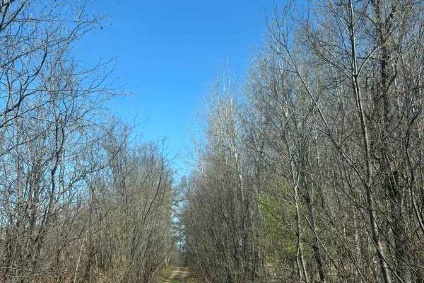 Jack Pine Camp Road