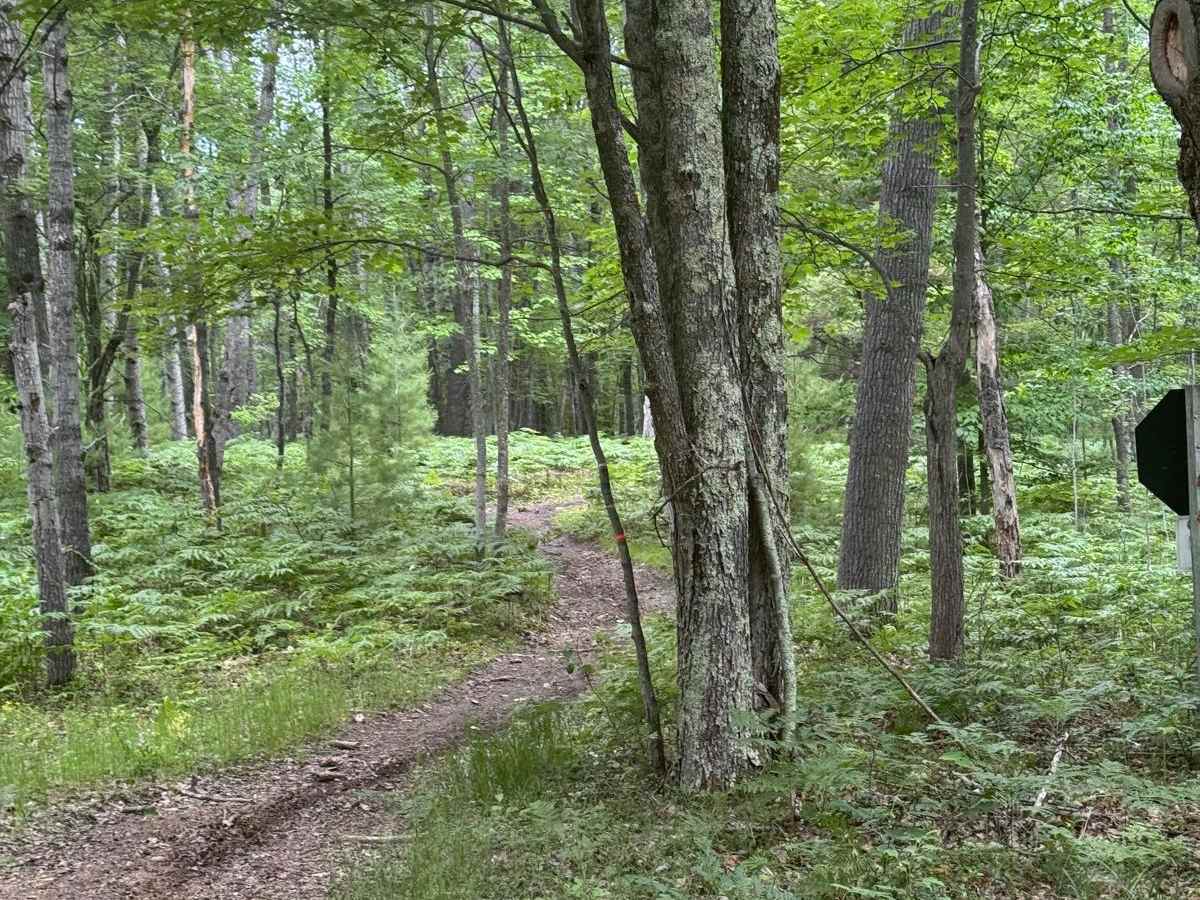 North Missaukee Central Singletrack trail photo